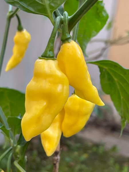 Habanero Hot Lemon